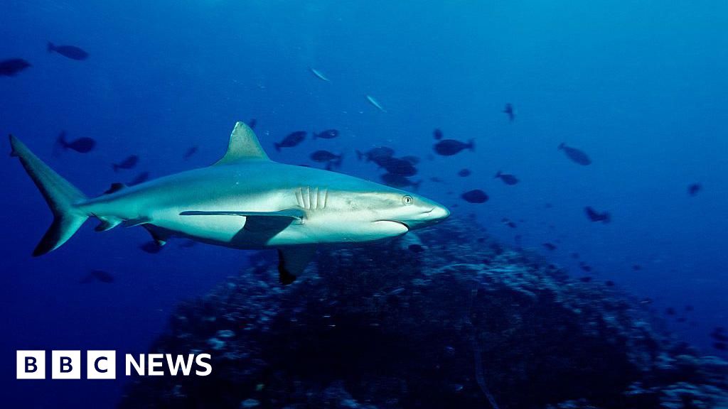 Pastor Luke Walford dies in shark attack on Australia’s Great Barrier Reef