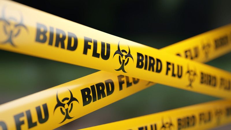 Michigan counties report additional bird flu outbreaks