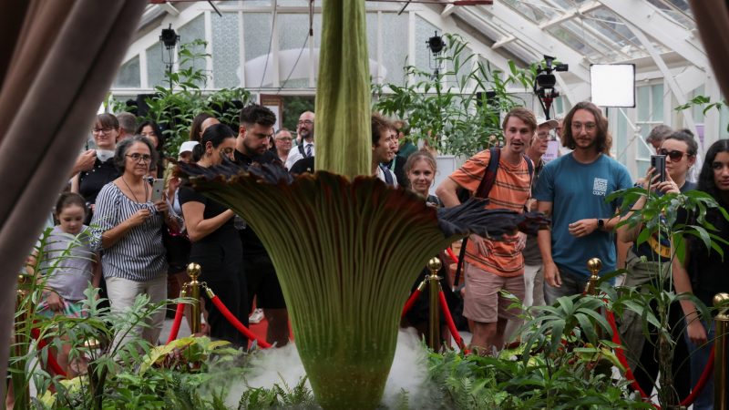 Thousands flock to smell plant that reeks of dead rat, rotting rubbish | Environment News