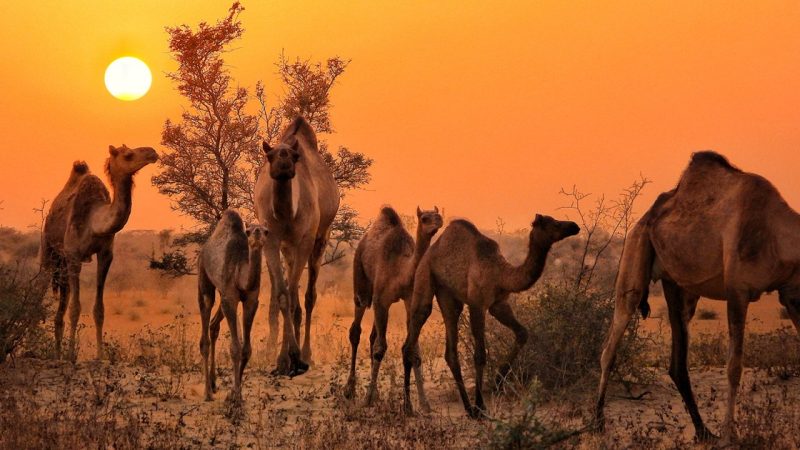 India’s disappearing camels: How a law to save them is wiping them out | Environment News