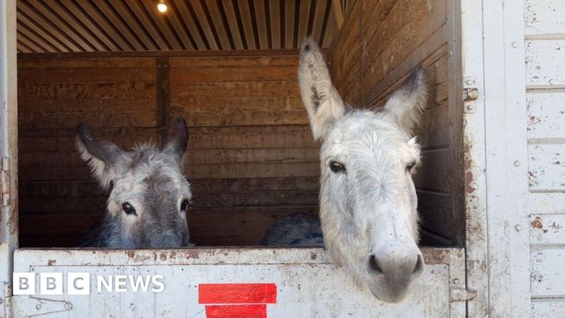 Equestrian center shelters hundreds of animals