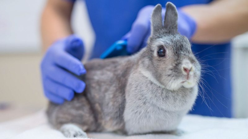 ‘Rabbit fever’ cases have risen in US as CDC warns of zoonotic bacterial disease