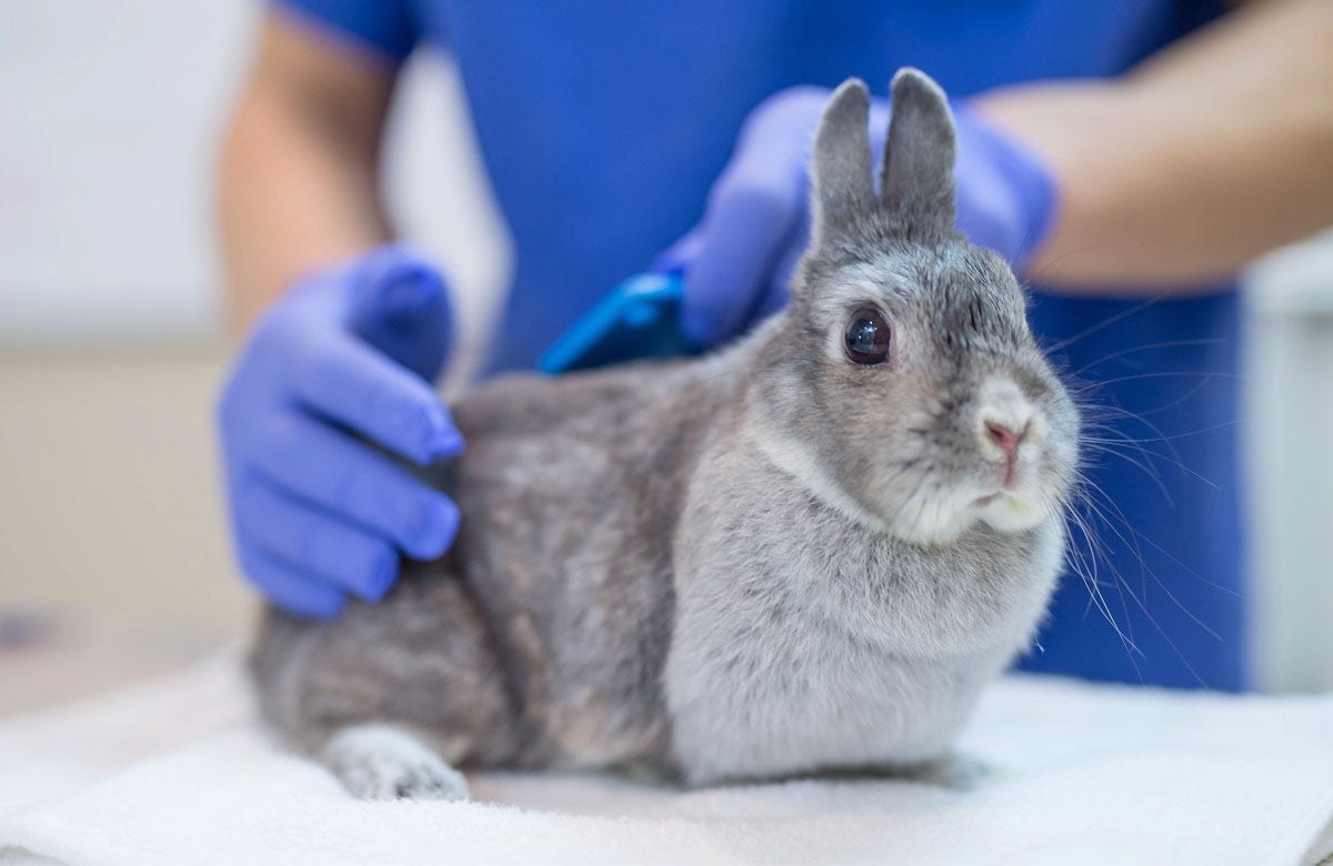 ‘Rabbit fever’ cases have risen in US as CDC warns of zoonotic bacterial disease