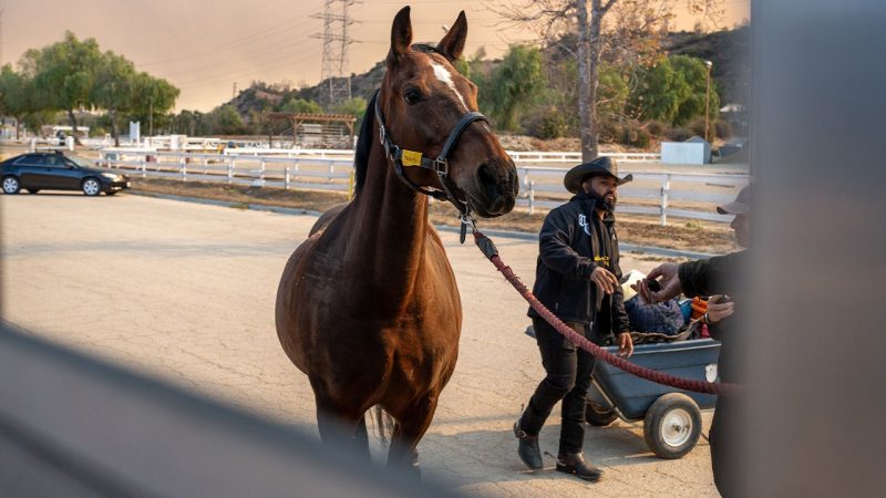 Compton Cowboys help endangered horses in the LA wildfires